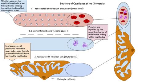 Glomerulus Kidney Wikiwand