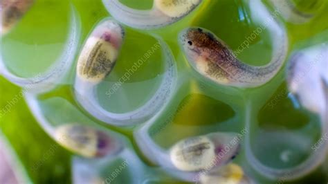 Glass frog tadpoles - Stock Video Clip - K008/1146 - Science Photo Library