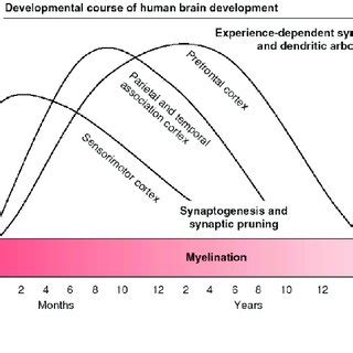 Synaptic density throughout neurodevelopment (Source: Corel, 1975 ...