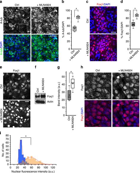 Effects Of MLN4924 On Ependymal Foxj1 Transcription Factor Expression