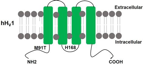 Frontiers Functions And Mechanisms Of The Voltage Gated Proton