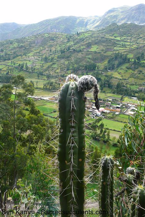 Chavín De Huántar Trichocereus And San Pedro