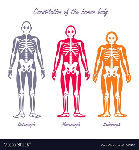 Human Body Constitution Flat Design Concept Vector Image