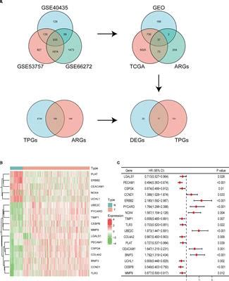 Frontiers Establishment And Validation Of A Novel Anoikis Related