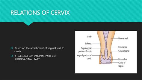 Anatomy Of Cervix Ppt