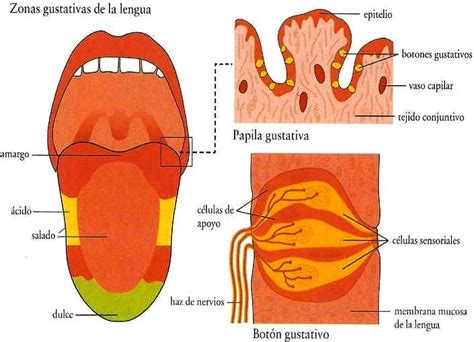 Lengua Ysus Partes Imagui