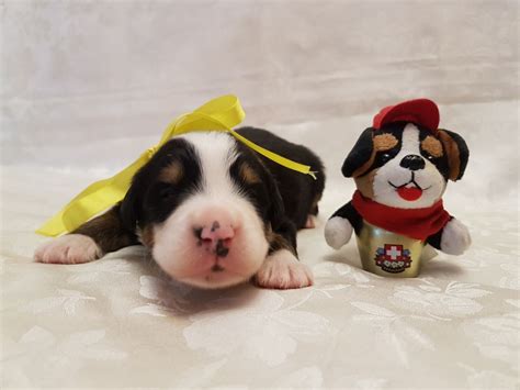 Щенки Бернского Зенненхунда | Кинологический Питомник Зенненхунд России ...