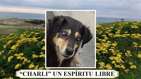 Charli Un Esp Ritu Libre A Pedra Do Sal Carballo De Berganti Os