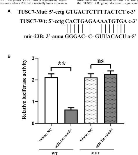 Figure 3 From LncRNA TUSC7 Regulates Oxidative Stress Level By