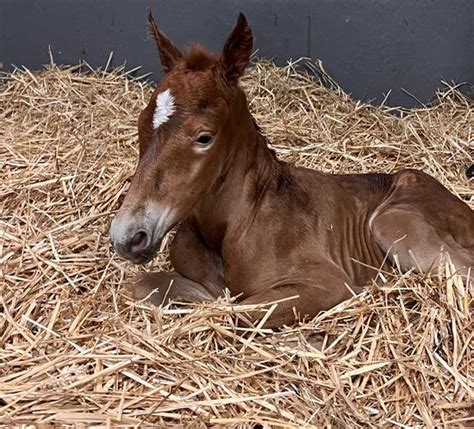 Le Haras Des Coudrettes Les Poulains De Lann E