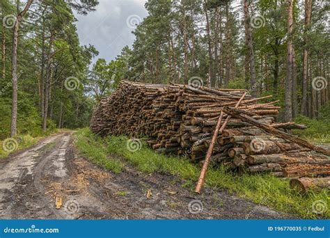 Concepto De Deforestación Trozos Troncos Y Ramas De árboles Después De