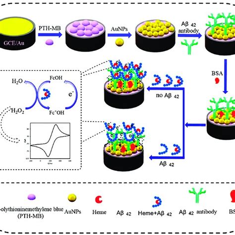 Schematic Diagram Of The Preparation Of The Nanometal Immunosensor