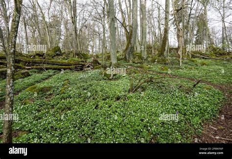 Laubwald Mit Fotos Und Bildmaterial In Hoher Aufl Sung Alamy