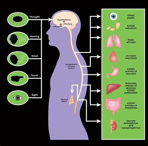 What Happens In The Body When We Feel Fear Or Anxiety Fear