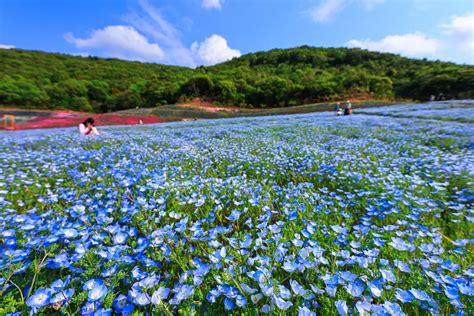 2023年4月8日土開園今年の志摩市観光農園はプラチナブルーのネモフィラが一面に 観光三重 かんこうみえ 三重県の観光