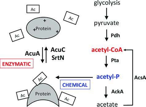 Protein Lysine Acetylation Is Carried Out By Either Enzymatic Or