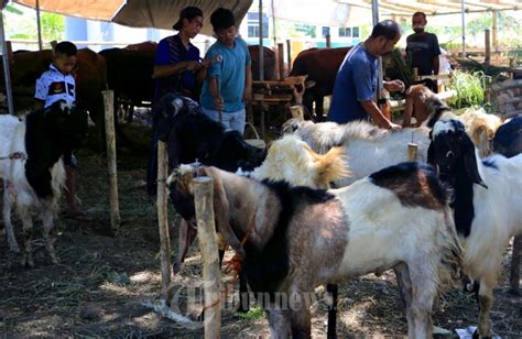 H 3 Idul Adha 1441 H Penjual Hewan Kurban Masih Sepi Pembeli Foto 6