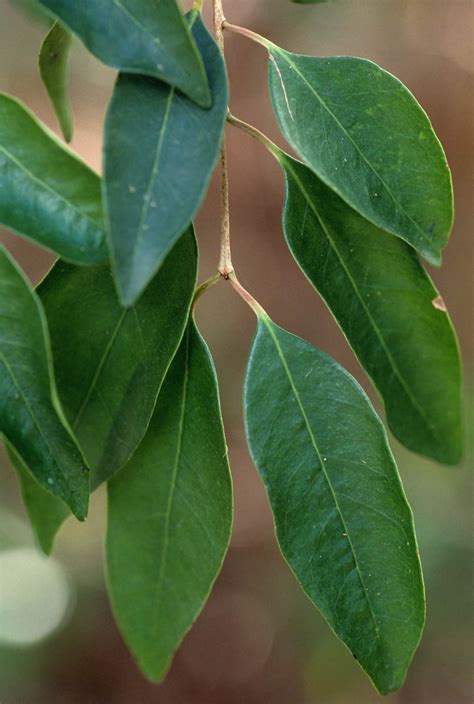 Eugenia Rhombea Myrtaceae Image At Phytoimages Siu Edu