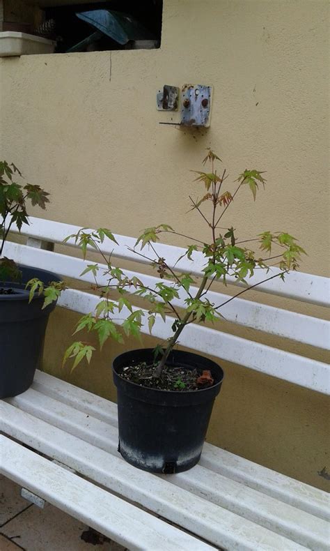 Acer Palmatum Les Chuhin Et Autres Grands Bonsa Parlonsbonsai