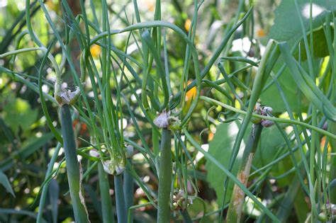 Tree Onions Are The Easiest To Grow Of All Onions By Penny Woodward