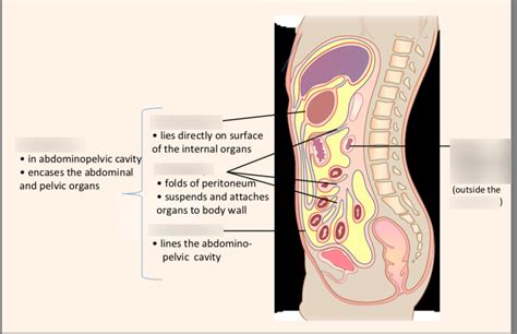 Serous Membranes Of The Abdominopelvic Cavity Diagram Quizlet