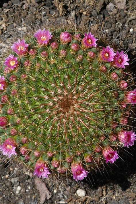 Small cactus flowers | Small cactus plants, Cactus plants, Cactus garden