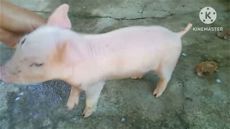 Kulungan Ng Baboy Youtube