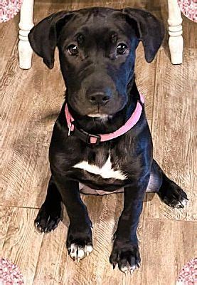 Tucson Az Labrador Retriever Meet Knox A Pet For Adoption