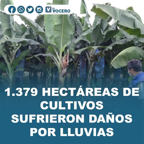 1 379 HectÁreas De Cultivos Sufrieron DaÑos Por Lluvias El Vocero