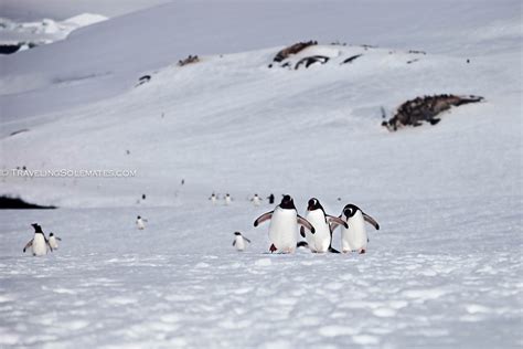 Antarctica: Lemaire Channel, Booth Island & Full Moon | Traveling Solemates