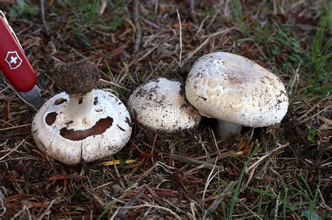 California Fungi Agaricus Bisporus