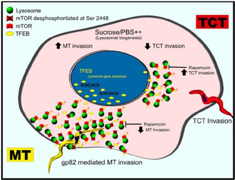 Schematic Representation Of Host Cell Invasion By T Cruzi Mt And Tct