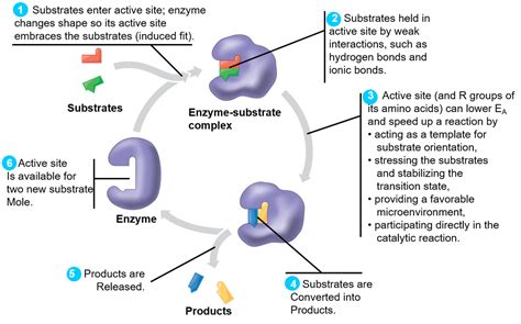 Enzymes - Welcome to Dr. Suris Science Class!