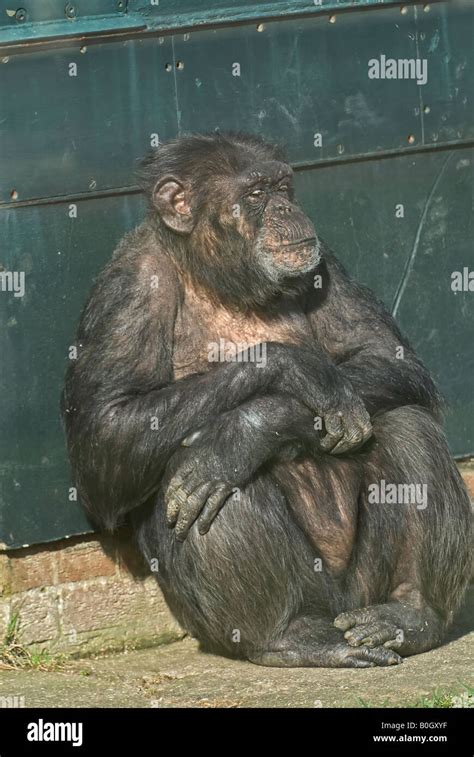 Chimpanzee Pan Troglodytes Stock Photo Alamy