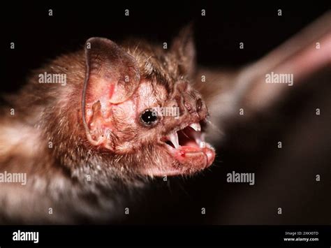 Vampire bat teeth hi-res stock photography and images - Alamy