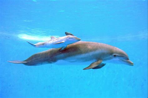 First-time mom bottlenose dolphin births pup at Chicago Zoo - UPI.com