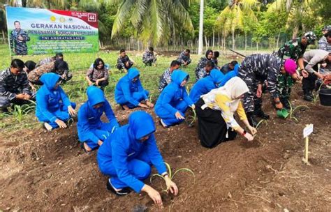 Dukung Ketahanan Pangan TNI AL Lhokseumawe Tanam Sorgum Dan Jagung