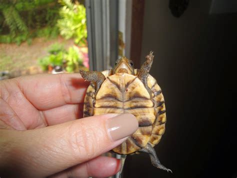 Living In Alabama Eastern Box Turtle ó Tortuga Caja Del Este