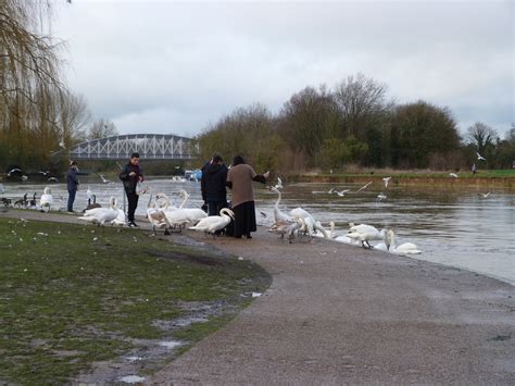 lamsdell bird ringing  wildlife blog river thames windsor