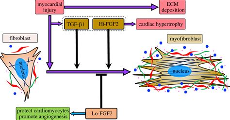 Functions Of Exogenous Fgf Signals In Regulation Of Fibroblast To