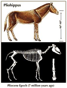 Pliohippus | extinct mammal genus | Britannica