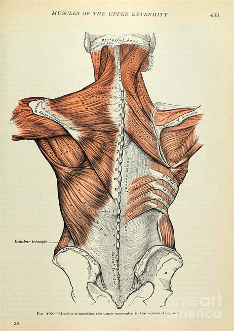 Human Anatomy Painting