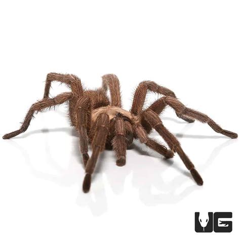 Mature Male Egyptian Olive Tarantula (3 - 4'') - Underground Reptiles