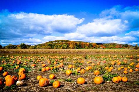 Best Pumpkin Patch South Bay Area Farah Huntley