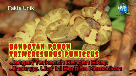 Bandotan Pohon Trimeresurus Puniceus Jangan Terkecoh Sikap Jinaknya