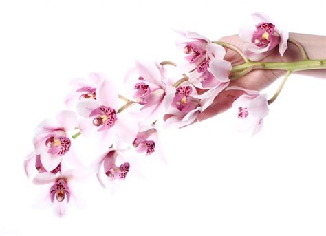 Free Photo | Orchid over white background