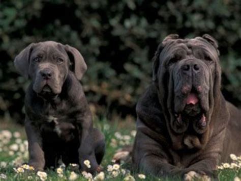 What Is The Largest Dog Breed By Weight