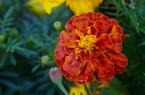 The Tagetes Flowers Red - Free photo on Pixabay - Pixabay