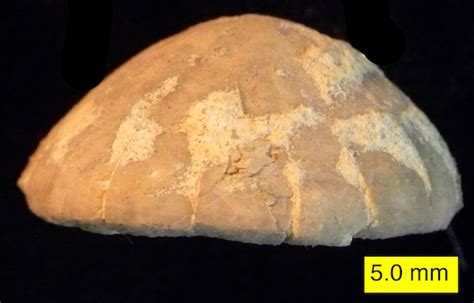 Woosters Fossil Of The Week An Irregular Echinoid From The Middle