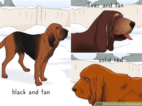 3 Ways to Identify a Bloodhound - wikiHow